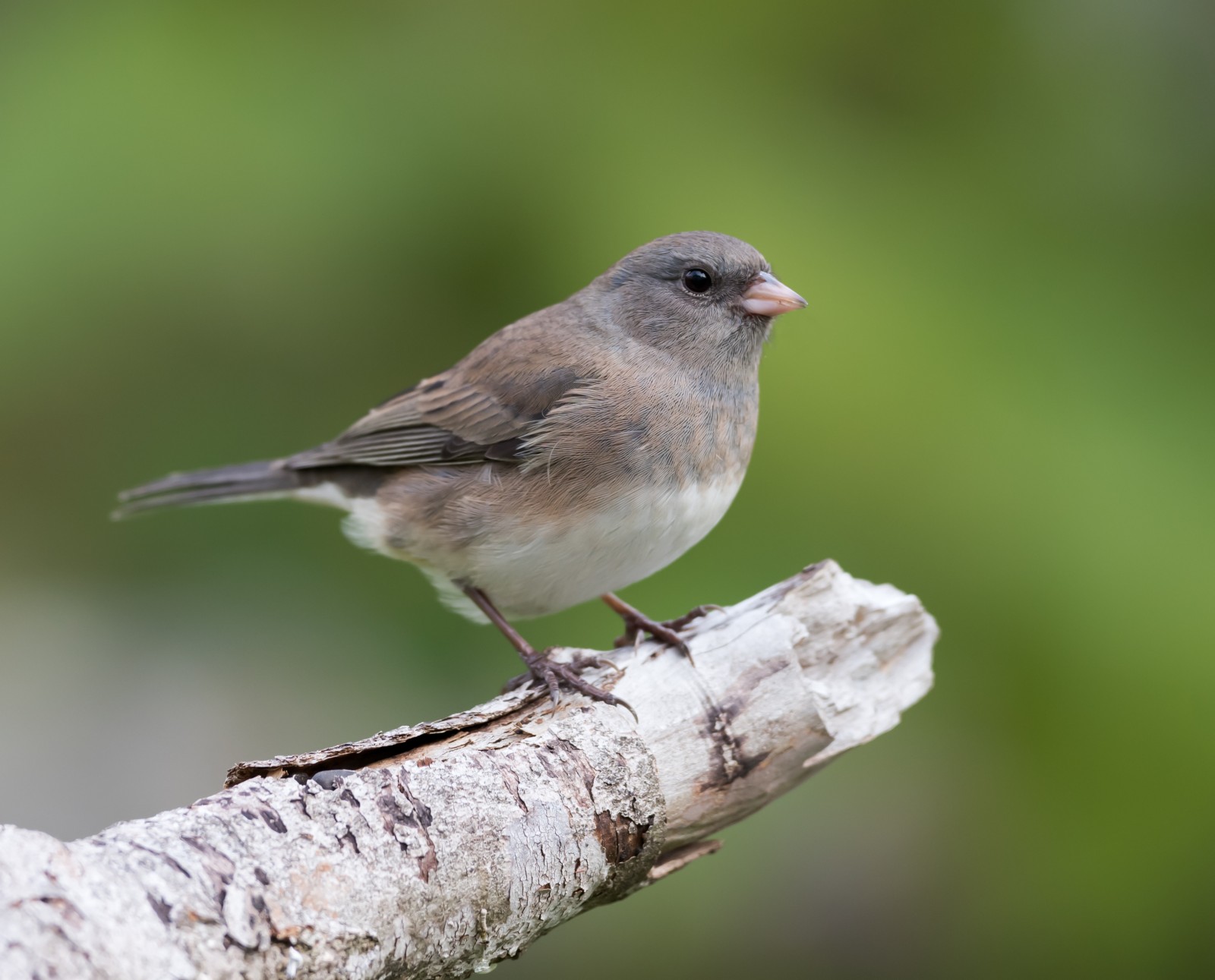 Dark-eyed-Junco – Pop and Thistle