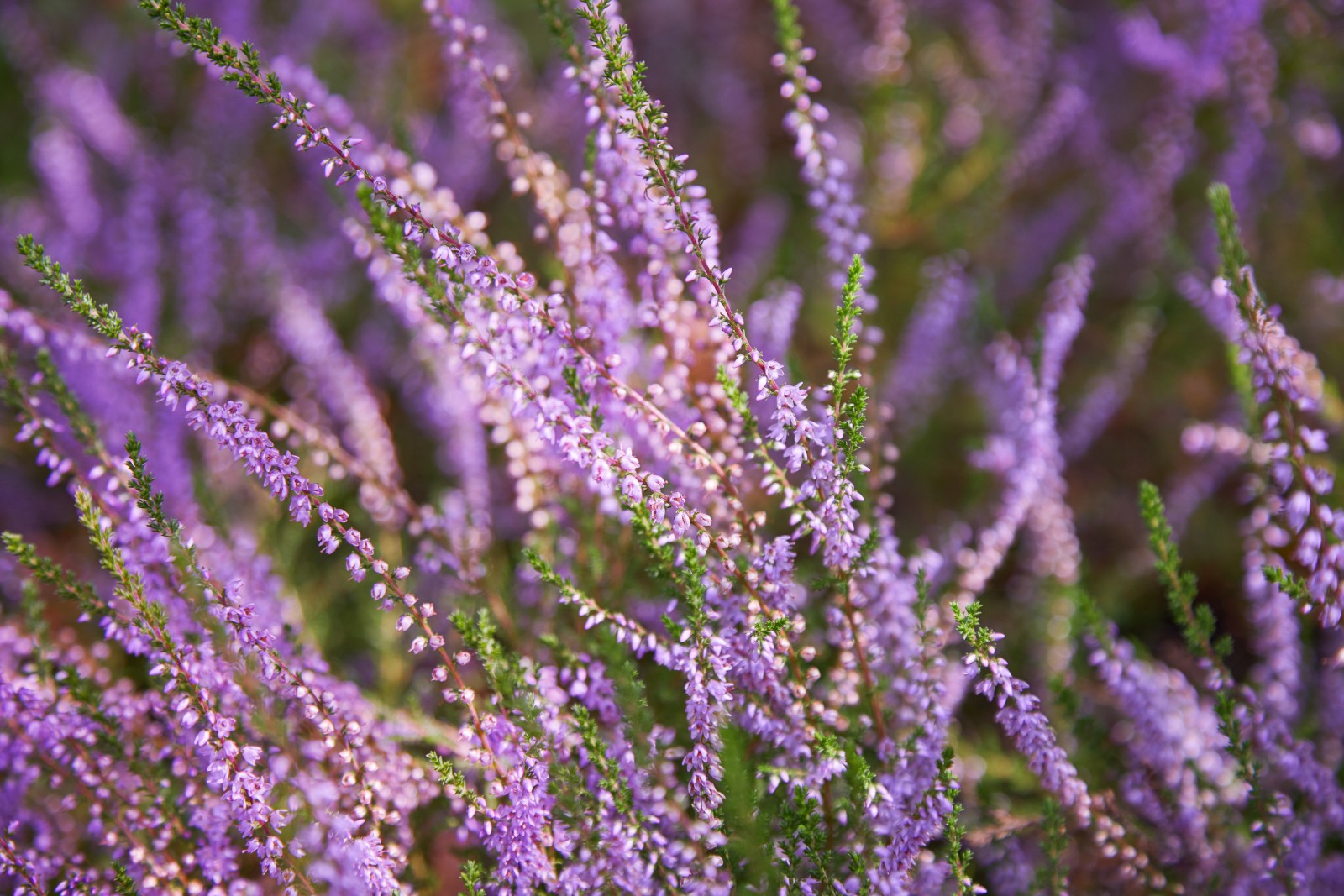 Bunch-of-purple-scotch-heather-Calluna-vulgaris-erica-ling-bush-also ...