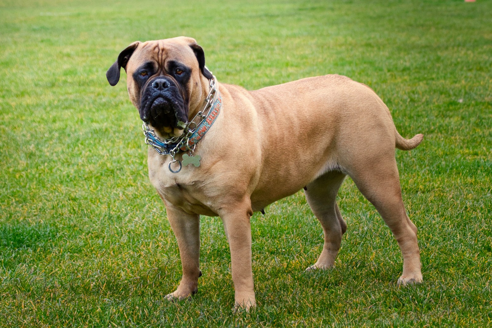 Pet Profile: The Powerful Bull Mastiff – Pop and Thistle