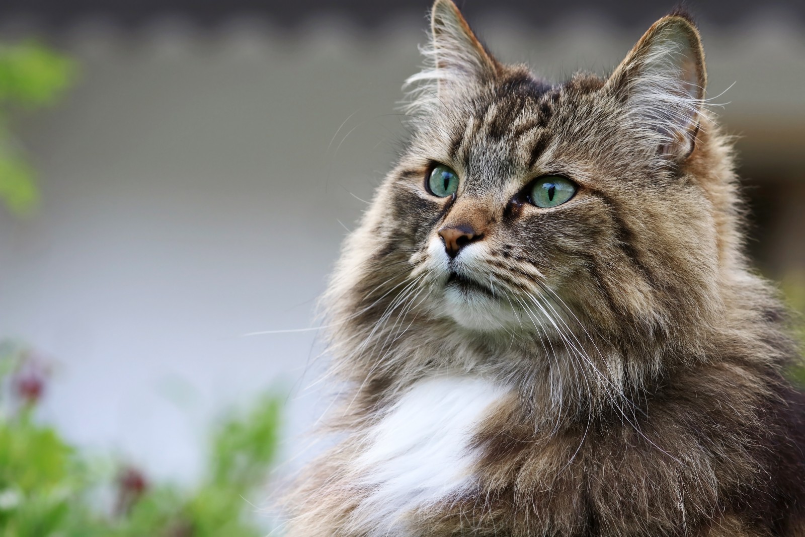 Norwegian-Forest-Cat-in-the-garden – Pop and Thistle