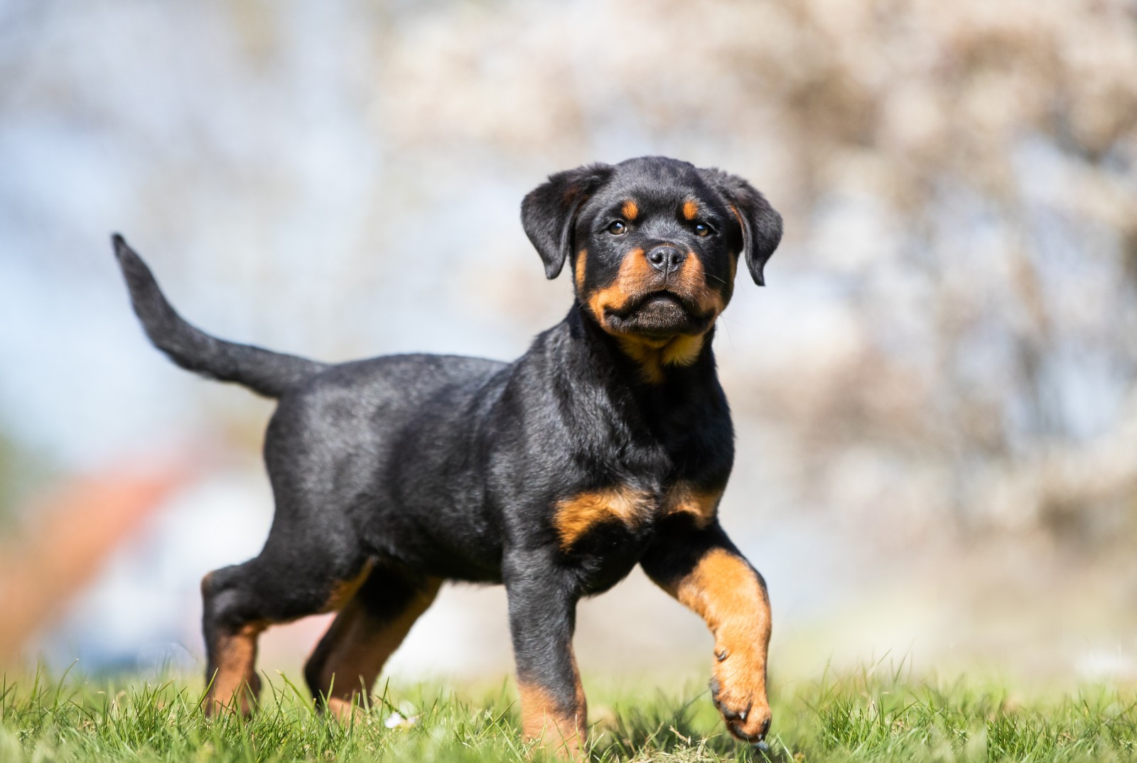 Pet Profile: The Confident Rottweiler – Pop And Thistle