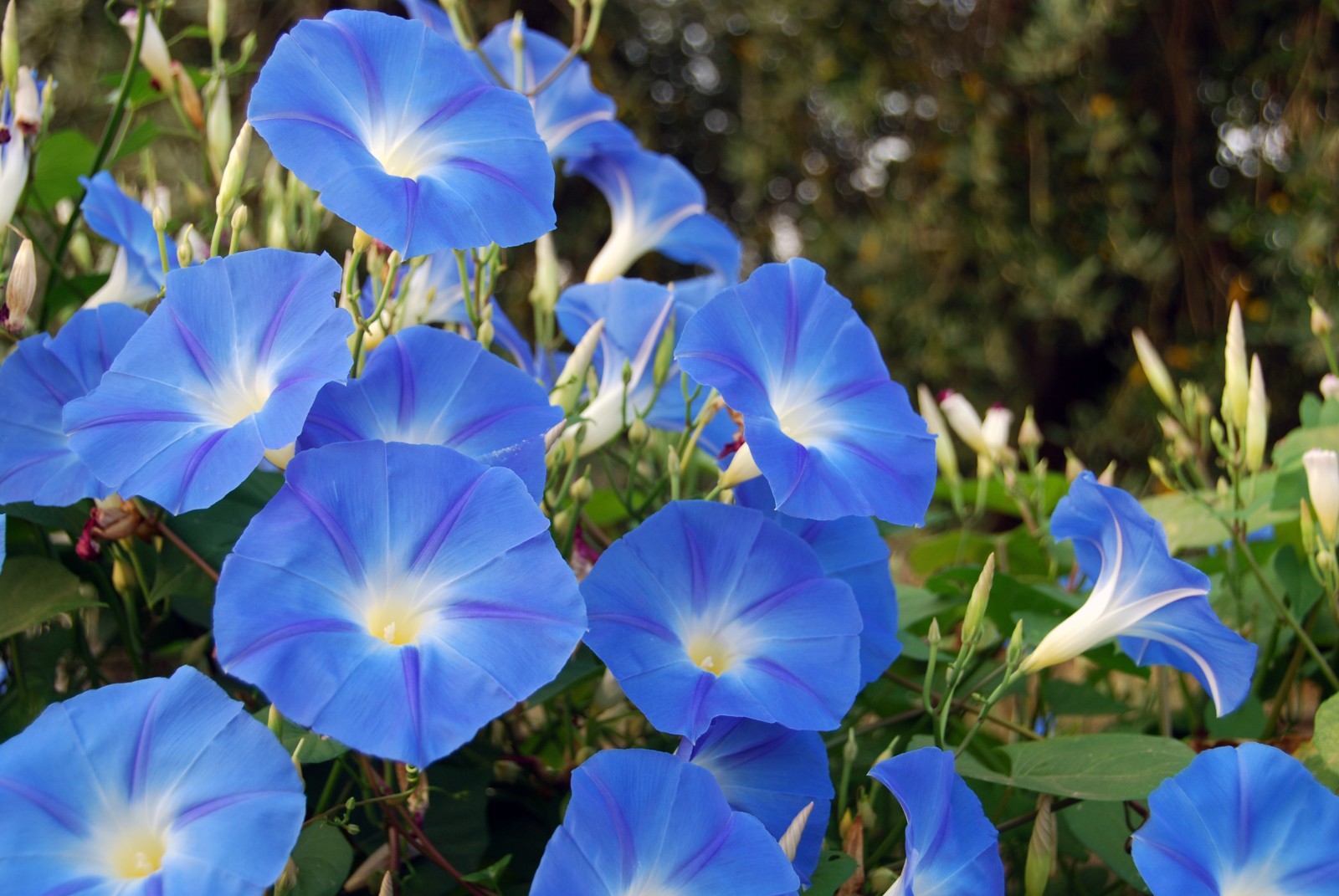 Sky-blue-morning-glory – Pop and Thistle