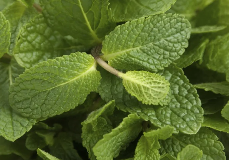 Spearmint – Pop and Thistle