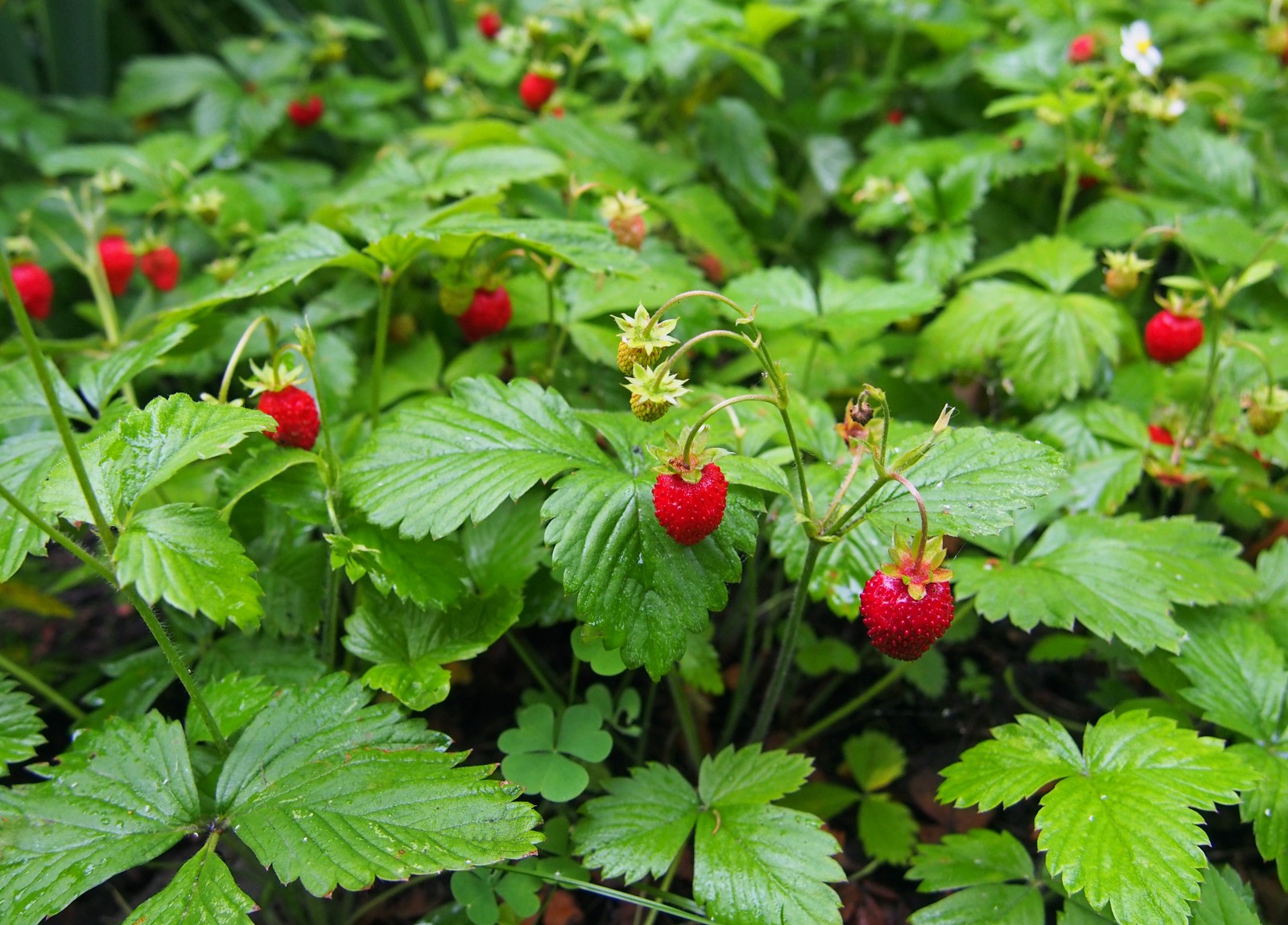 Strawberry-plants – Pop And Thistle