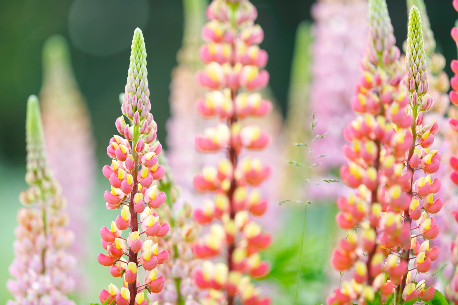 Lupine Care: How To Grow Stunning Lupine Flowers – Pop And Thistle