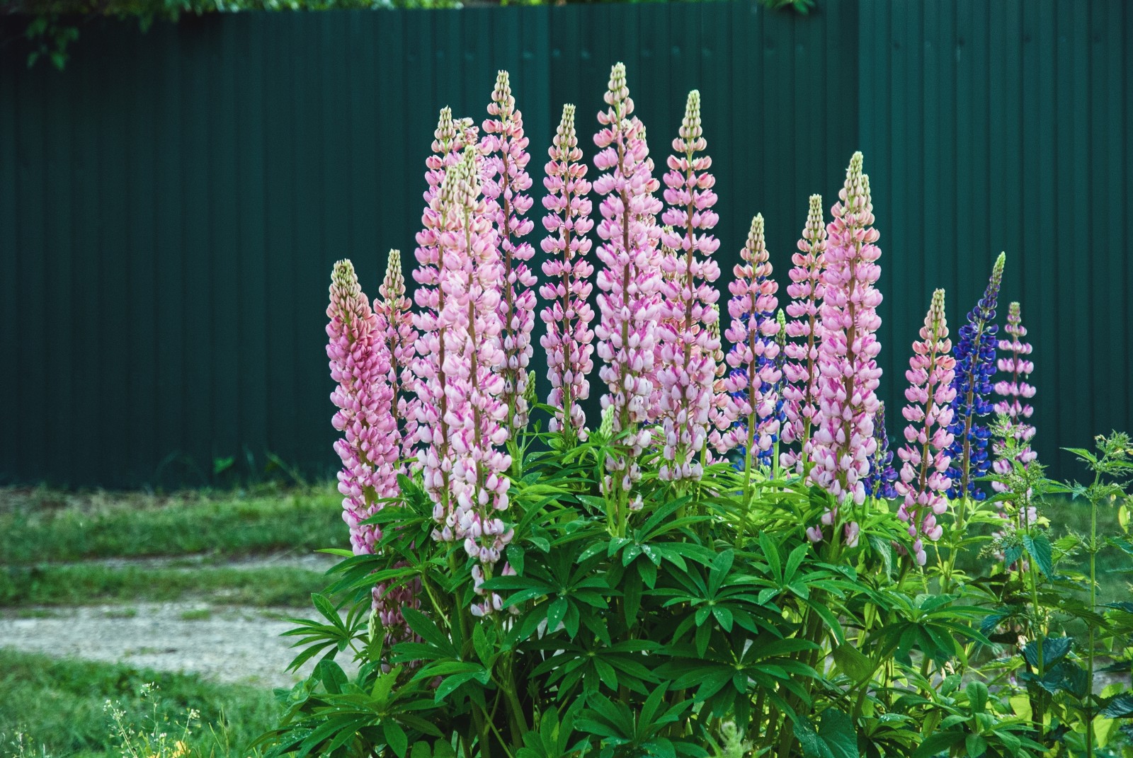 Lupine Care: How To Grow Stunning Lupine Flowers – Pop And Thistle