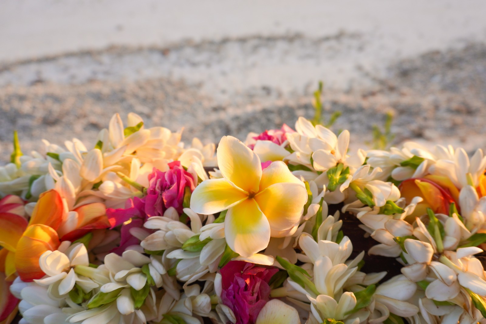 Celebrate Lei Day: A Guide to Hawaiian Culture and Traditions – Pop and ...